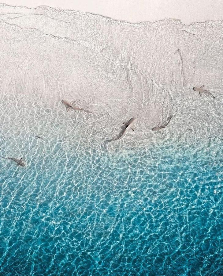 Paradise Retreat, Maafushi Exteriör bild